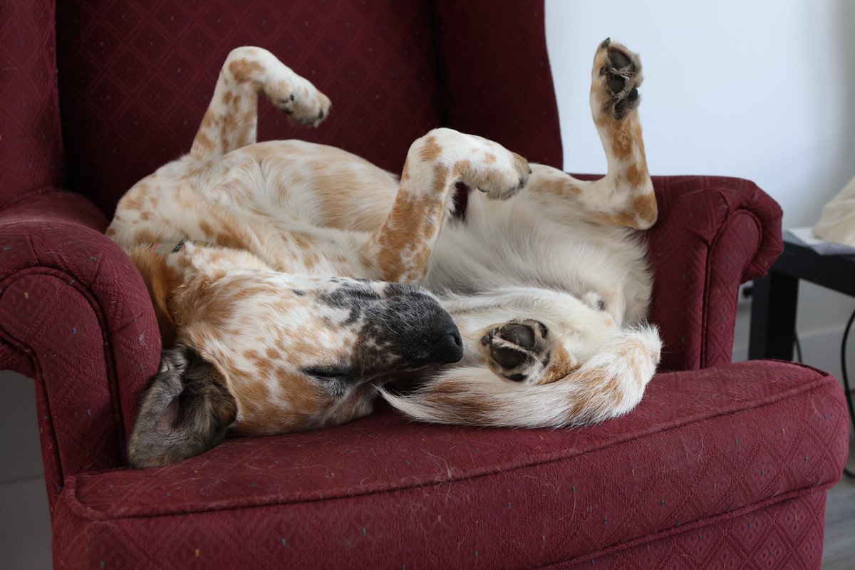 Zora the Dog tweet media