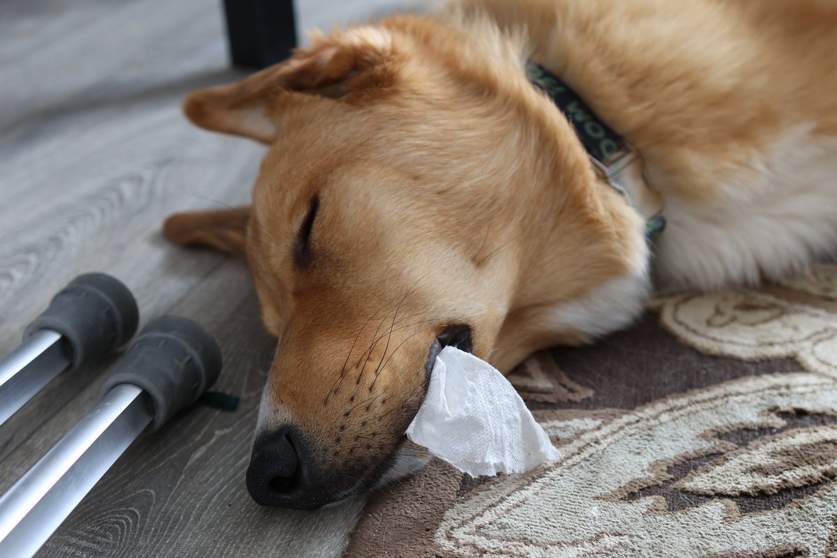 Zora the Dog tweet media