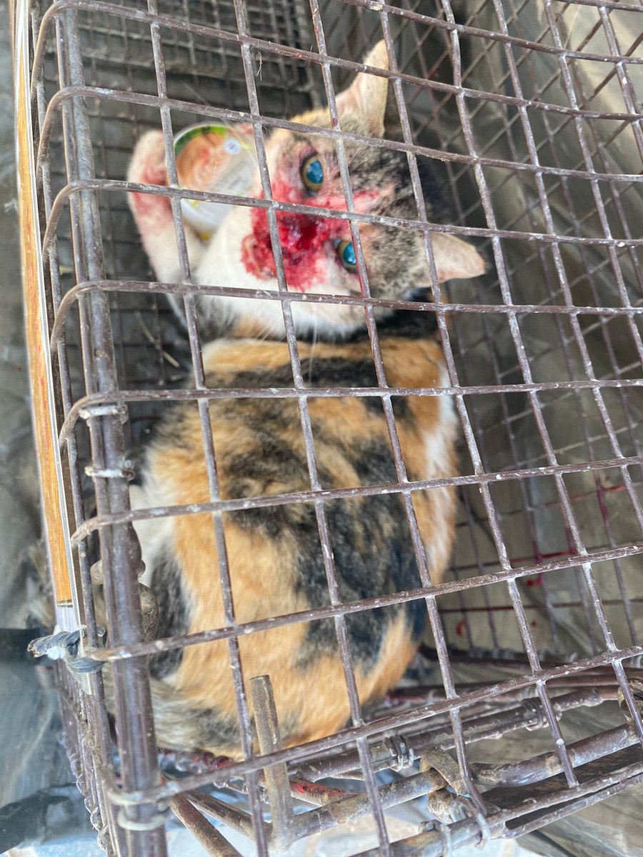 dpkampman's tweet photo. @AhsanHasnani @KSA_ACS @StateDept @USDA @ASPCA Disgusting photos coming from @usembassyriyad grounds. Instead of leading efforts in the humane treatment of stray and community cats, #topUSofficials at #usembassy have been trapping, relocating, and ultimately subjecting the cats to slow deaths by starvation. https://t.co/qKkCsxxpWY