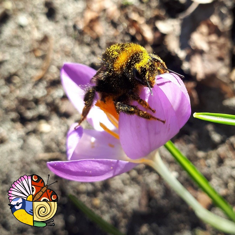 Om de week presenteren we een Bioduo.
Hommels zijn al vroeg uit hun winterslaap. De krokus is een van hun favoriete voorjaarsbloeiers. Een bloem betekent nectar en nectar is voedsel!
#nietzonderelkaar #aardhommel #nectar #bestuiving #stuifmeel #bioduo #krokus