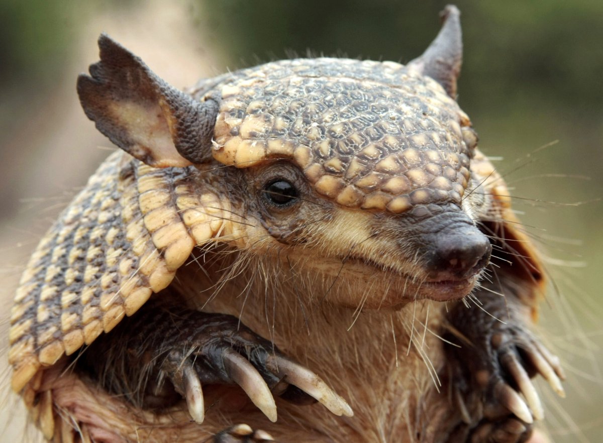 2/ In the meantime, <a href="/MongabayOrg/">Mongabay</a> will be your primary source for Mongabay news on Twitter.

We apologize for any inconvenience this may cause and appreciate your support during this challenging time.