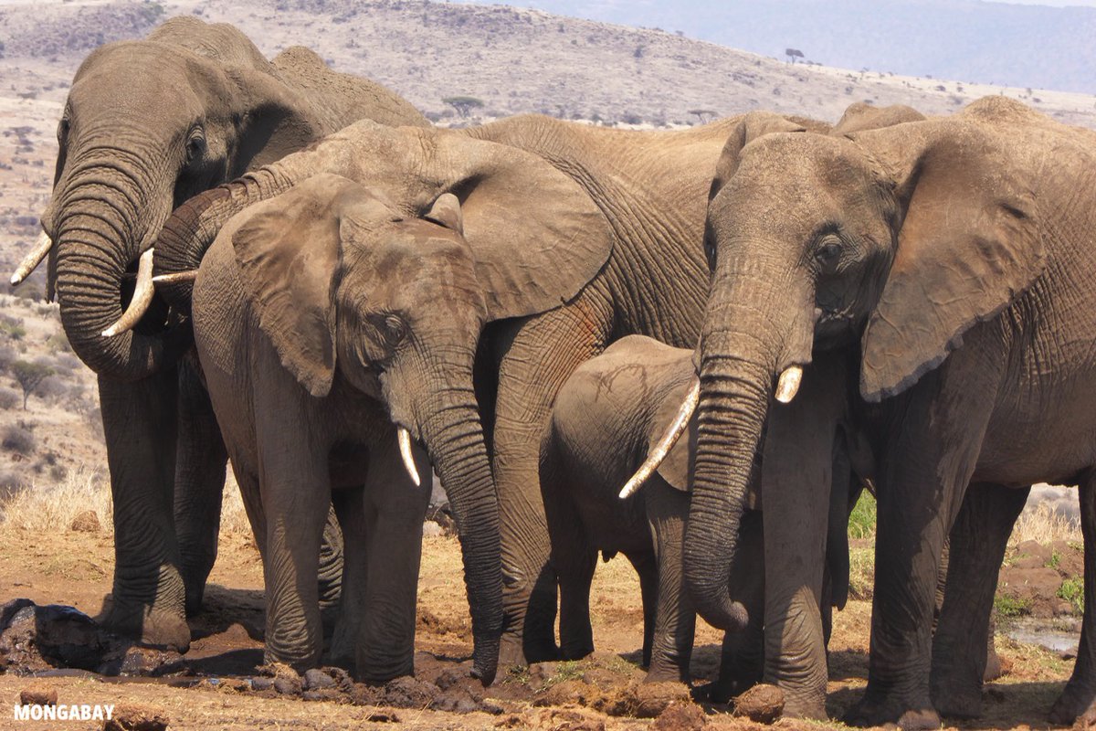 4/ While we work to prevent similar incidents in the future, we will let you know when we’ve regained access to our main account.

To receive the latest Mongabay news algorithm-free right to your inbox, subscribe to one of our newsletters.

eepurl.com/gIJtQj