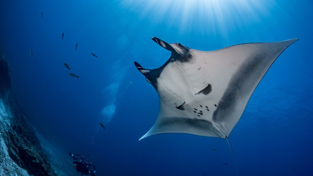 5/ Thank you for supporting nonprofit journalism!

We look forward to continuing to bring you the most cutting-edge reporting from nature’s frontline, regardless of what account it’s from.

news.mongabay.com