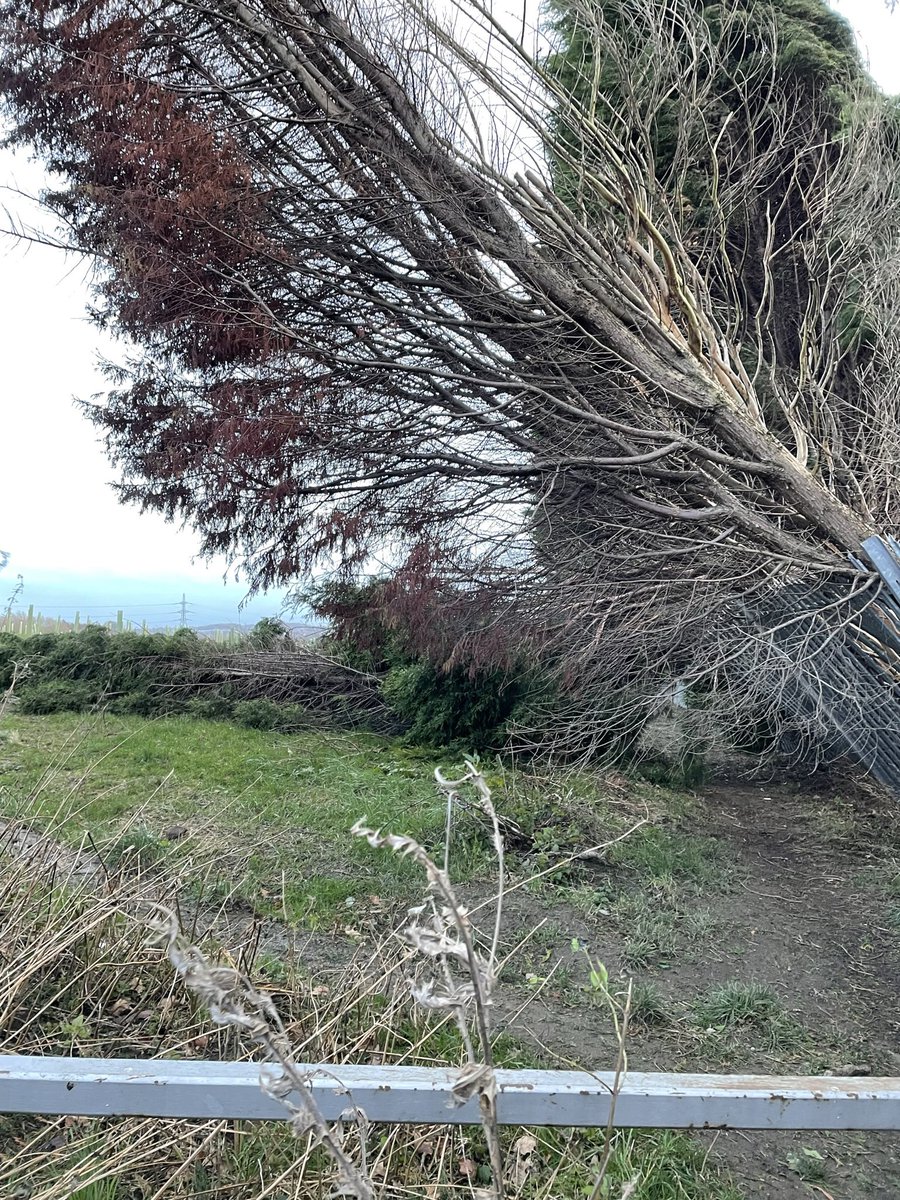 Miss_N15's tweet photo. @YWHelp How can I get help with some overgrown trees (on your land) blowing dangerously close to our power line? The gap on the first two pictures is where two came crashing down very close to our fence last year (see last two pictures). https://t.co/JrQvQXnDn1