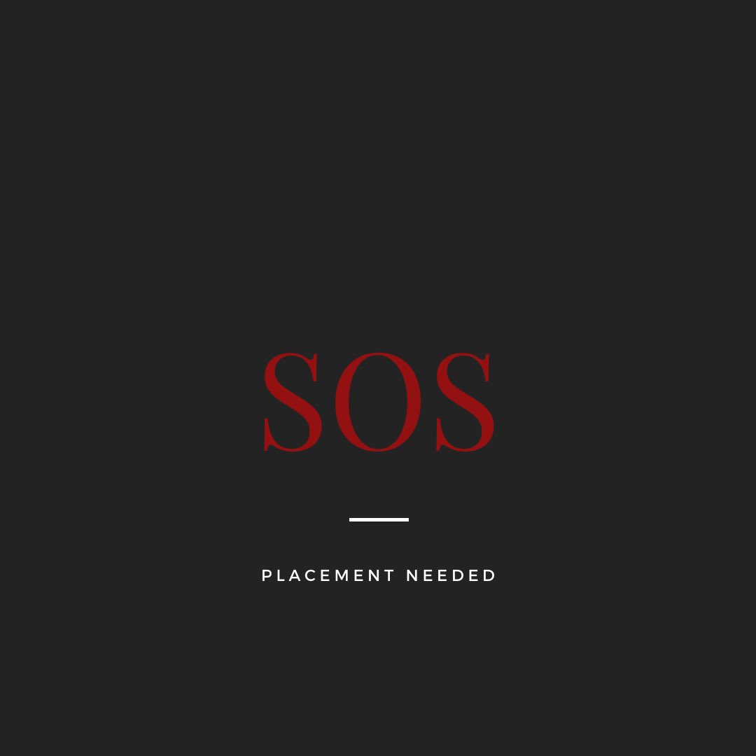 🆘 🆘 We are in need of a placement in the Barrie area for a senior mare. She has been living in a sanctuary home the past number of years, however now needs to move immediately. 

If you can help, please message us.!
newstartstandardbreds.com