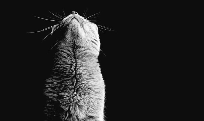 culturaliteral1's tweet photo. “Recuerda mirar arriba,
a las estrellas, y no a tus pies.
Intenta encontrar el sentido
a lo que ves y pregúntate
qué es lo que hace
que el universo exista.
Y por muy difícil que parezca
la vida, siempre hay algo
en lo que puedes tener éxito.”

Stephen Hawking https://t.co/xPDniaOxDK
