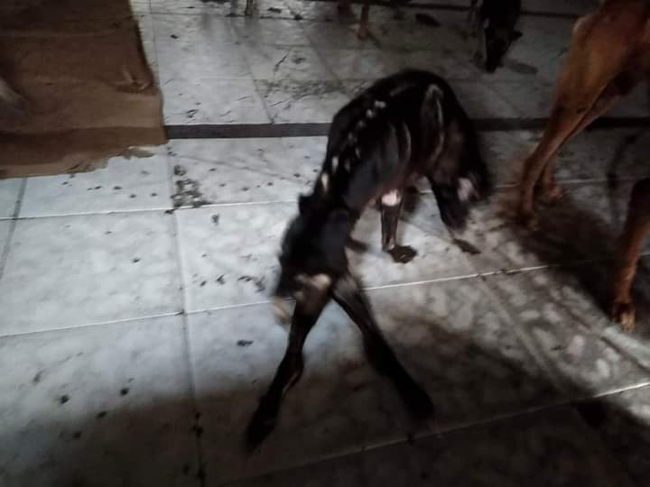 iamapryl1989's tweet photo. Hi guys 🥺🥺 nakita ko lang na post sa FB ko baka may gustong tumulong sa kanila 😭😭😭 nandyan yung list ng way na pwede niyong pag donatan 🥺🥺 they need our help badly
#mansbestfriend
#helpsavedogs https://t.co/t9ChVZCfLM
