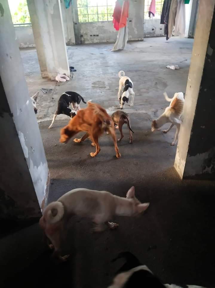 iamapryl1989's tweet photo. Hi guys 🥺🥺 nakita ko lang na post sa FB ko baka may gustong tumulong sa kanila 😭😭😭 nandyan yung list ng way na pwede niyong pag donatan 🥺🥺 they need our help badly
#mansbestfriend
#helpsavedogs https://t.co/t9ChVZCfLM