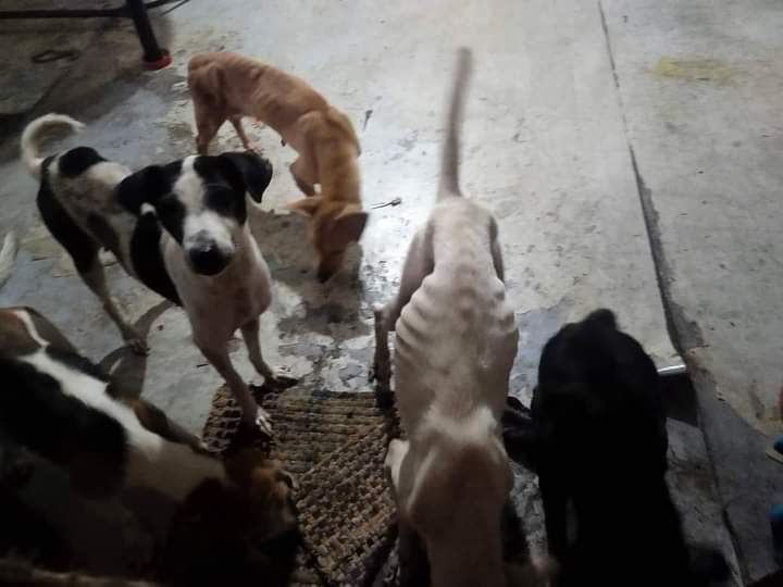 iamapryl1989's tweet photo. Hi guys 🥺🥺 nakita ko lang na post sa FB ko baka may gustong tumulong sa kanila 😭😭😭 nandyan yung list ng way na pwede niyong pag donatan 🥺🥺 they need our help badly
#mansbestfriend
#helpsavedogs https://t.co/t9ChVZCfLM