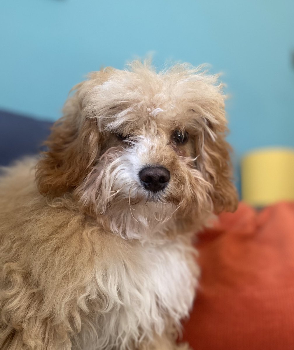 Anyone else think my dog looks like 1970s Kenny Rogers? 
#KennyRogers
