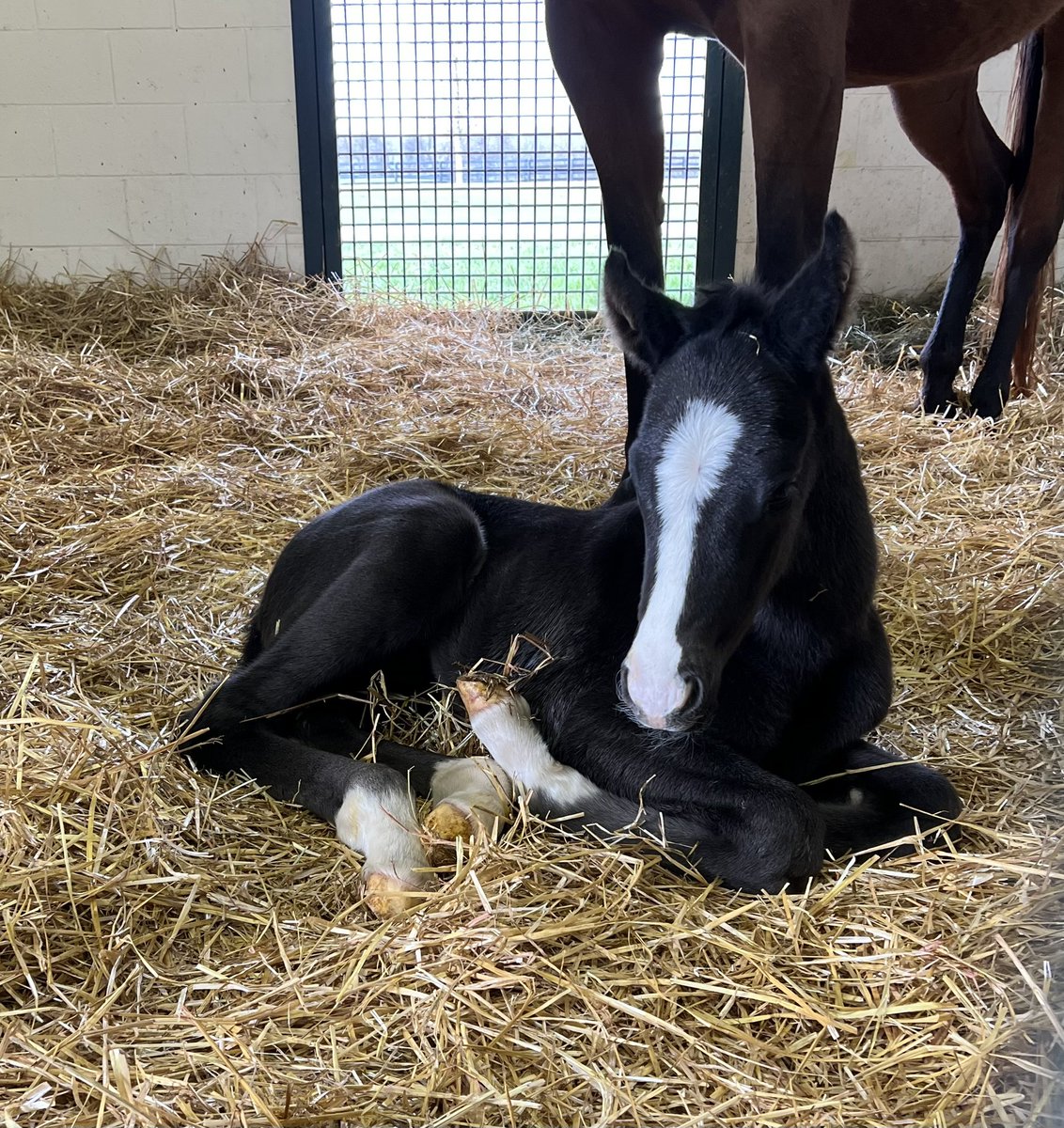LanesEndFarms's tweet photo. No prizes for guessing the sire of this newbie born last night 😎 #honorap #lestallions https://t.co/R8o4Tp64tY