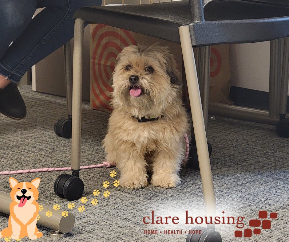 ClareHousing's tweet photo. Resident doggo Bows is puppervising in the office at Bloom Lake Flats!
#puppytuesday #buttonsandbows #dog https://t.co/ixV5rgAigI