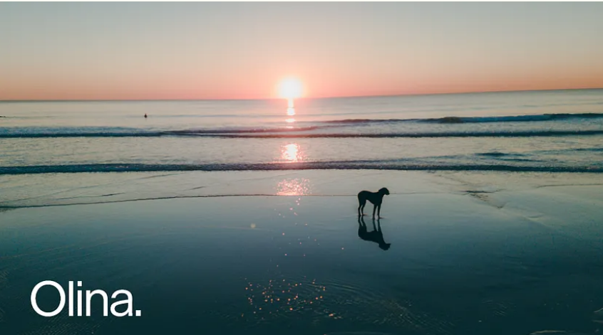 DiscoverOlina's tweet photo. Treat your furry friend like the treasure they are. Read more here about the different kinds of probiotics that can benefit your pet. 

https://t.co/8sOlaAcHFw 

#olina #probiotics #dogs #DogLover https://t.co/Db6isdcq4W