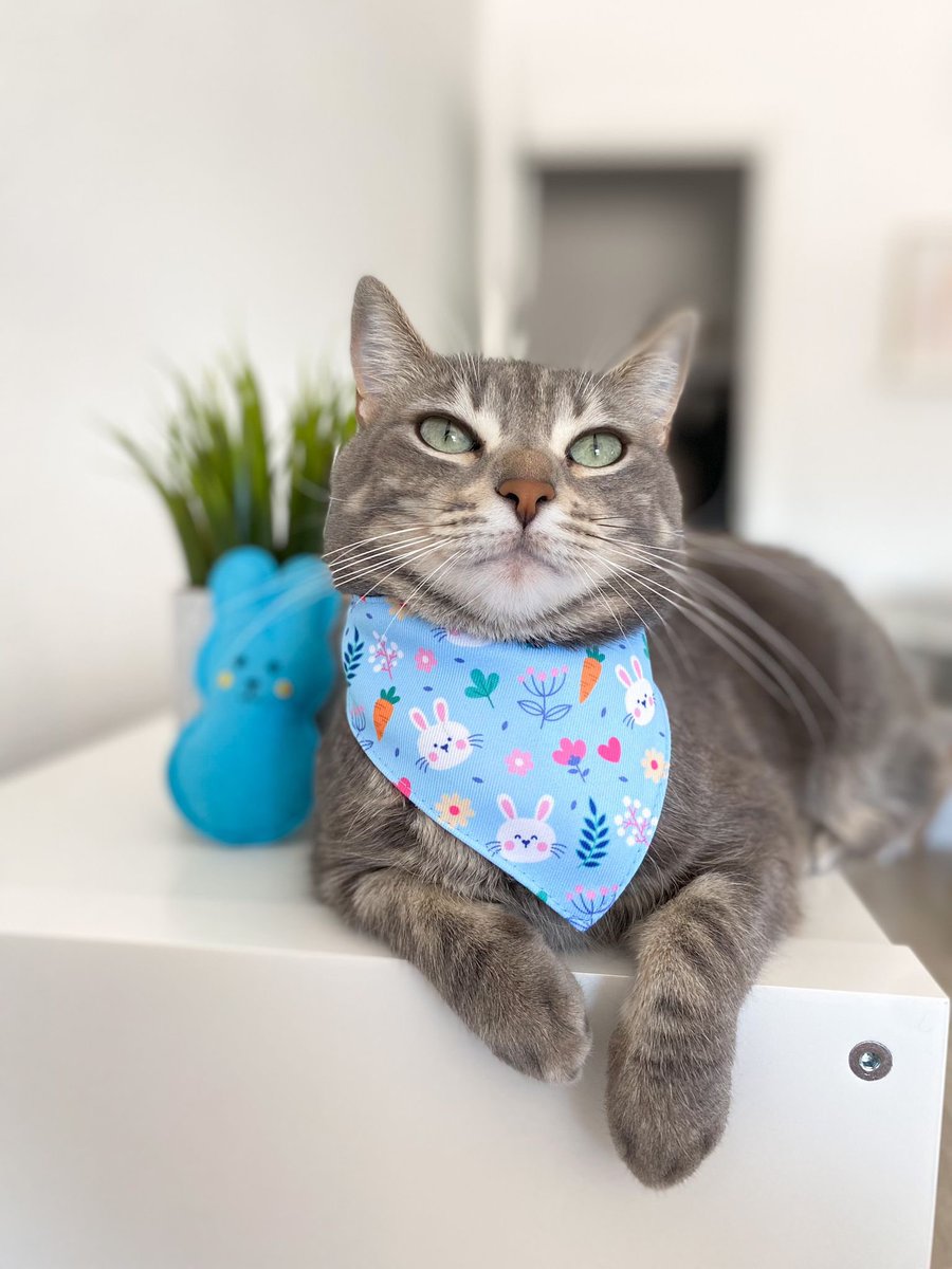 arisclosetco's tweet photo. Ari is stealing the show with her bunny-tastic style ๐ฐ๐๐ฑ Who says only rabbits get to wear bunny ears? ๐ธ Our bunny bandana looks adorable on her! Order now and hop into the holiday spirit with your favorite furry friend. Link in bio! ๐พ๐ท #EasterCats #CatBandana #SpringStyle https://t.co/i4xmTPOYun