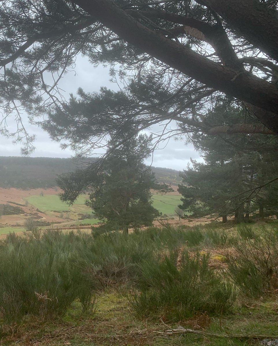 DMK_17's tweet photo. Had a wander up Carnferg yesterday @lesleycg - only saw two folk. Was so good to be out. Cloudy but still views aplenty #hills #walking #getoutside https://t.co/AfzBsgU54h