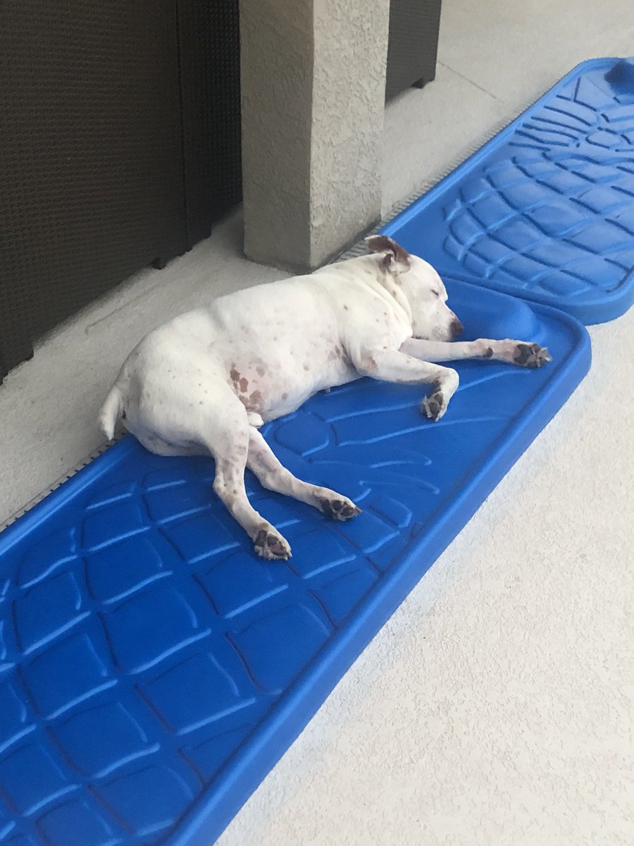 KaptainCW's tweet photo. @SweeetTails Homeboy sunbathing by the pool 🤙🏼 https://t.co/isDEBVhduX