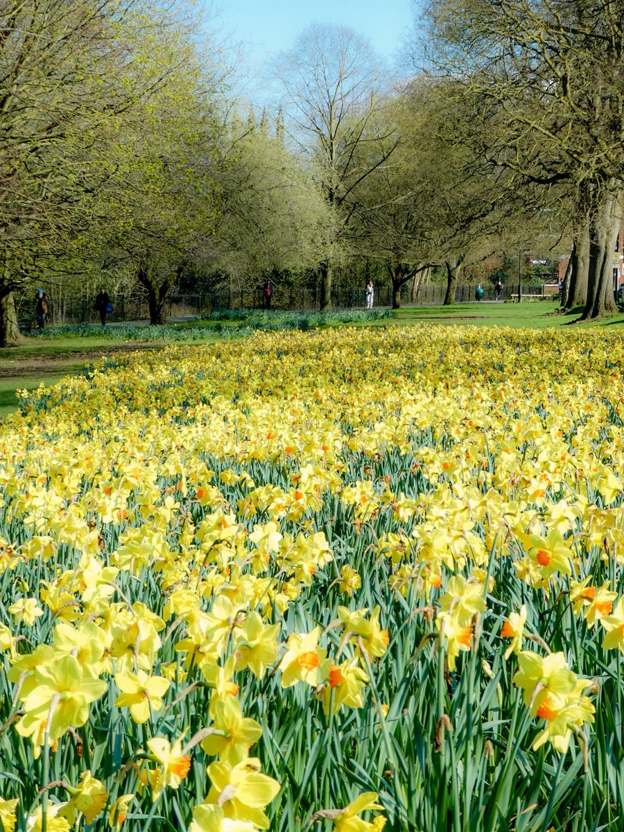 Sea of daffodils in Leamington this afternoon #loveleam #spring