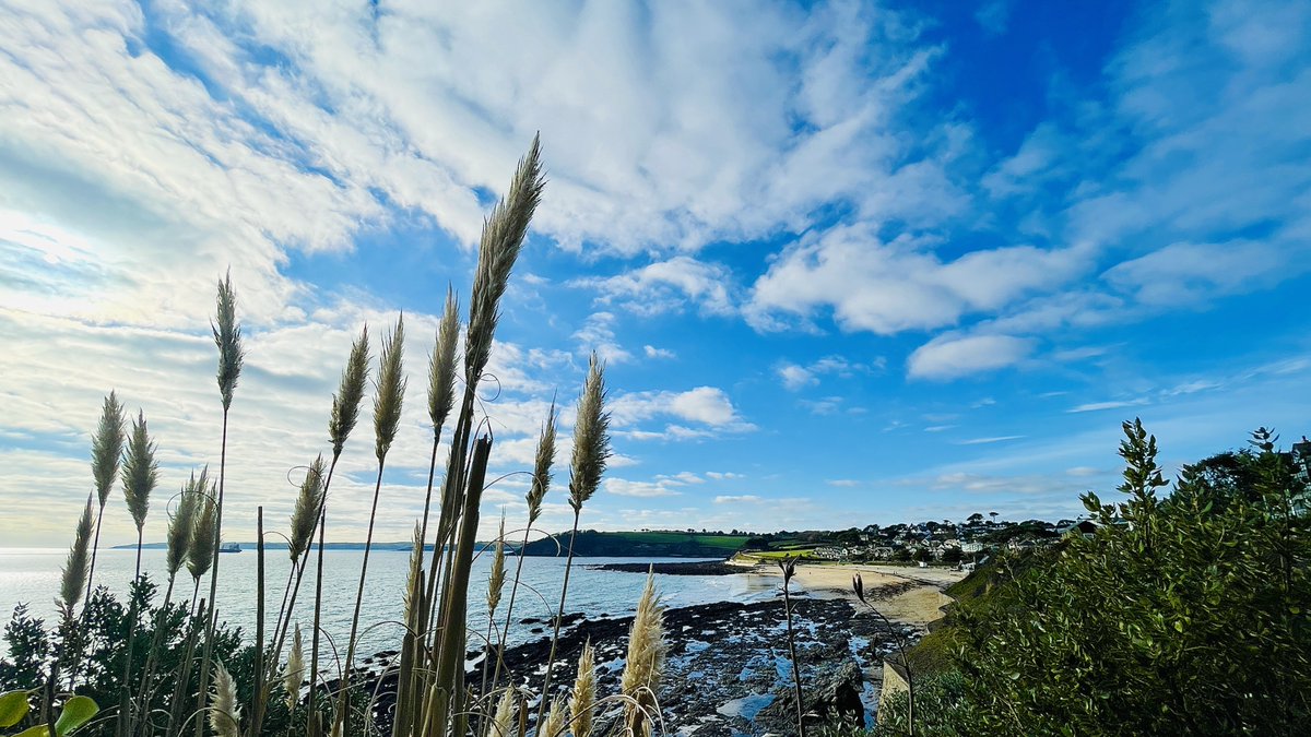 Pampas grass looking over to Gyllyngvase Beach. We hope you all had a lovely weekend! #lovefalmouth #gyllybeach #swisbest #bythesea #lovewhereyoulive #coastalliving #ilovecornwall #falmouth