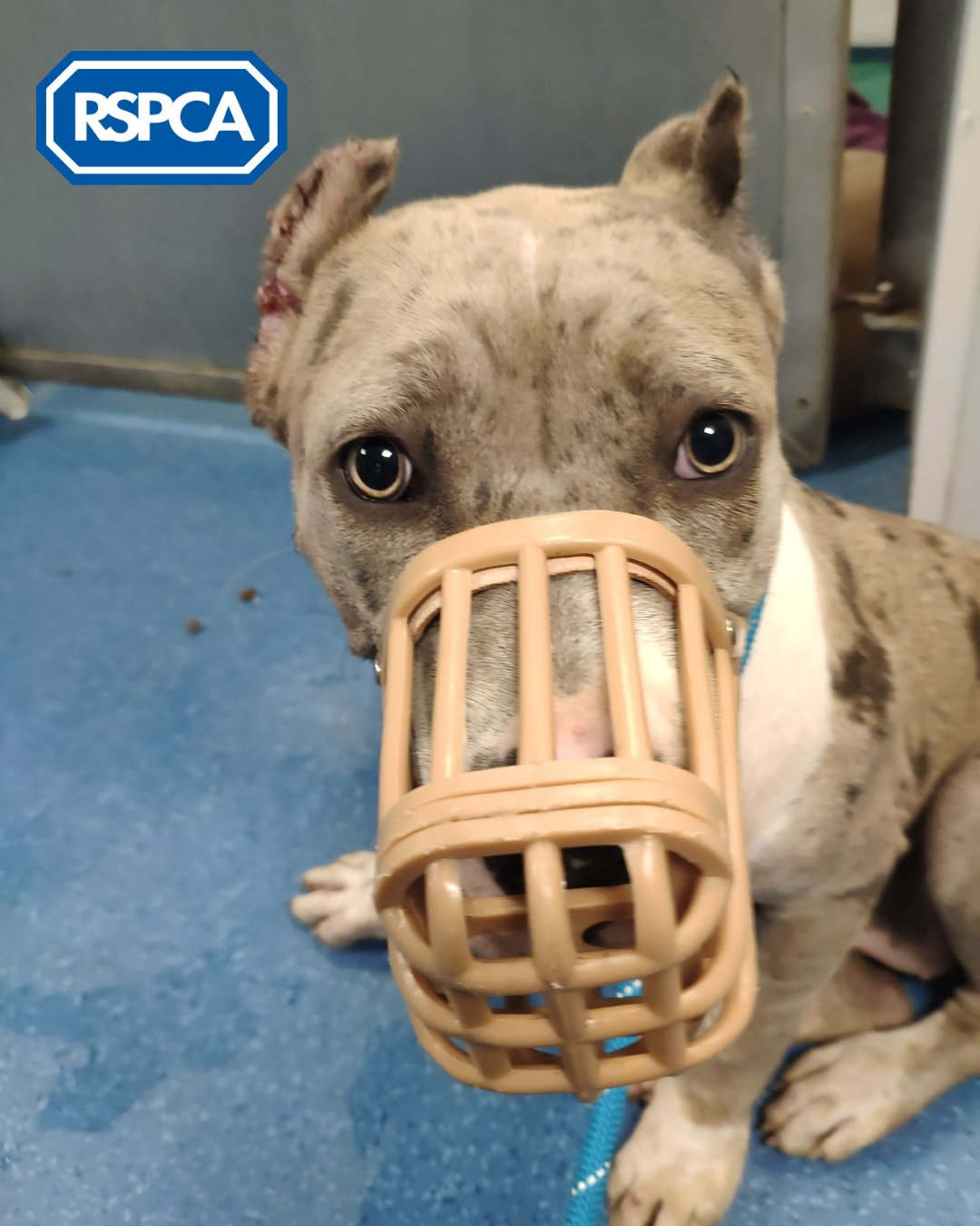 RSPCA England Wales on X Poor Babyface suffered from untreated suture wounds which became infected after undergoing an illegal ear cropping procedure Her previous owner has been banned from