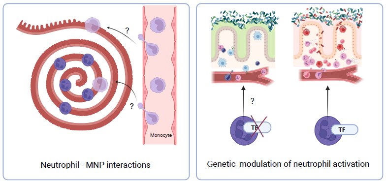 Udalova Lab - Genomics of Inflammation (@udalovalab) on Twitter photo We are looking for neutrophil aficionados to further develop our collaborative with <a href="/powrie_lab/">The Powrie Lab</a> programme of targeted modulation of neutrophil activity in intestinal inflammation:
my.corehr.com/pls/uoxrecruit… We are looking for neutrophil aficionados to further develop our collaborative with <a href="/powrie_lab/">The Powrie Lab</a> programme of targeted modulation of neutrophil activity in intestinal inflammation:
my.corehr.com/pls/uoxrecruit…