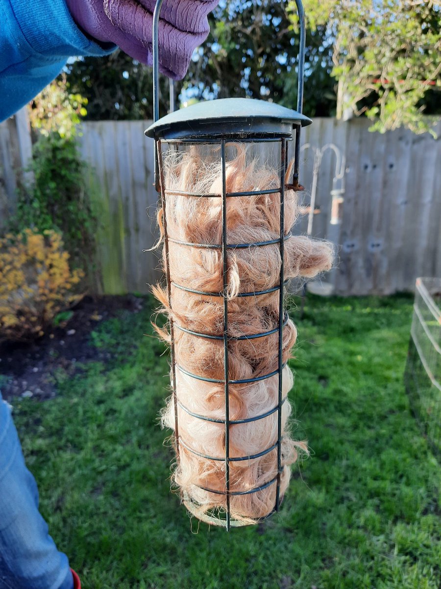 I picked up this yesterday <a href="/RSPB_BurtonMere/">RSPB Burton Mere Wetlands</a> on put it out for the birds today. #nesting #spring #helpingthebirds