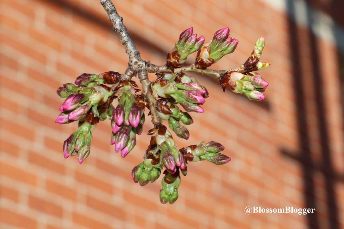 BlossomBlogger's tweet photo. This week our pink pretties should reach the last stage before peak. Taken this morning on Hughes Place. They are the first to bloom. Stay tuned! 
#cherryblossoms #woostersquare 
@Ash_Baylor @SamKantrow @SarahCodyMedia 
@StormFurey https://t.co/tER44V7iS5
