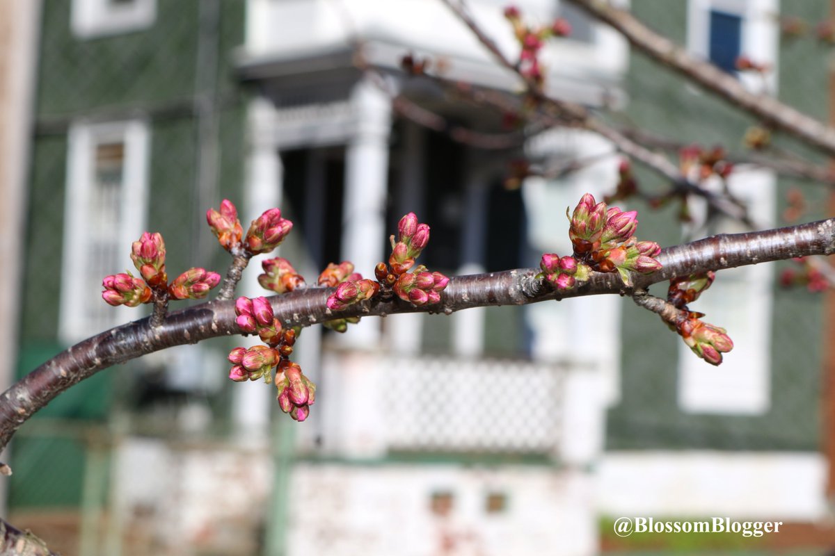 BlossomBlogger's tweet photo. This week our pink pretties should reach the last stage before peak. Taken this morning on Hughes Place. They are the first to bloom. Stay tuned! 
#cherryblossoms #woostersquare 
@Ash_Baylor @SamKantrow @SarahCodyMedia 
@StormFurey https://t.co/tER44V7iS5