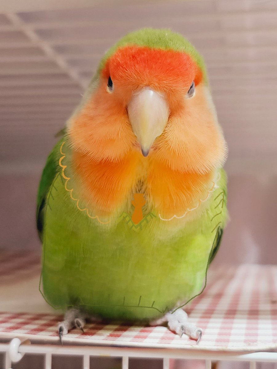 2023.04.03
혼자서 예쁘게 빅카라 블라우스 차려입은 이다롱씨
@HiredDobby