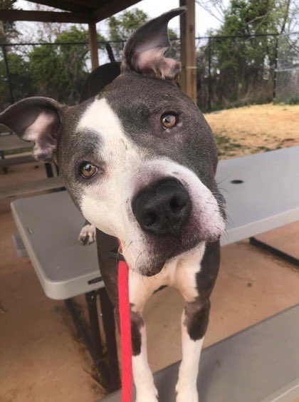 ⚠️ URGENT: please share! <a href="/BARCS_SHELTER/">BARCS Animal Shelter 🐾</a> here in Baltimore is in a desperate situation and completely out of room for dogs! Adoption fees are waived for *all* animals (like good pups Queen and Tonka) through Friday 4/7. Adopt: barcs.org/adopt-dogs/ or RT to help spread the word!