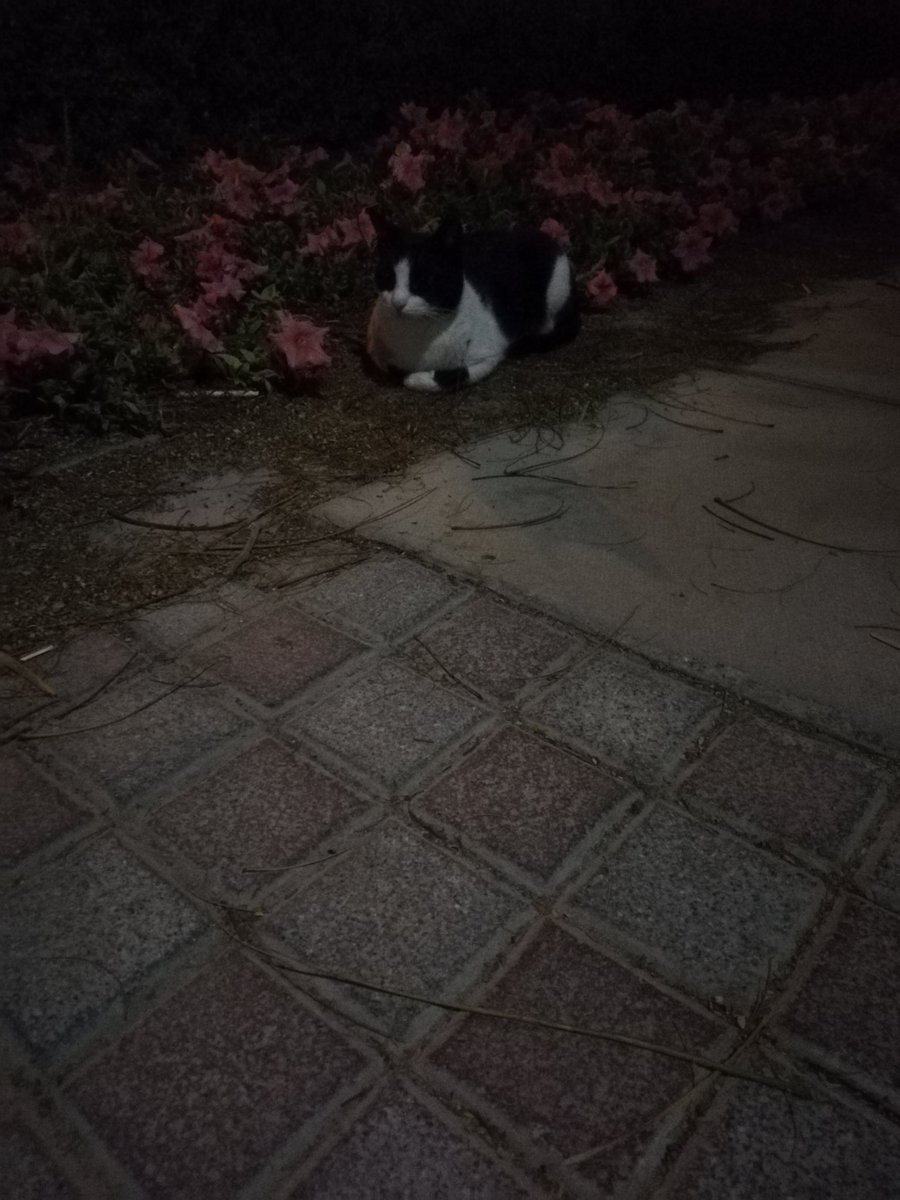 نقيلي أحلى زهرة يا فراشة ... قصدي با بسينة نقيلي 
#CatsOfTwitter