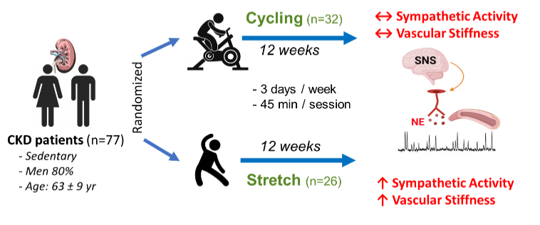 APS Publications (@apspublications) on Twitter photo Just accepted in <a href="/ajpheartcirc/">AJP-Heart and Circ</a>: Neurocirculatory Regulation and Adaptations to #Exercise in Chronic #Kidney Disease (Sprick et al.)
ow.ly/Bf2V50NyAI8
<a href="/justin_sprick/">Justin Sprick, PhD</a> <a href="/JeannSabino/">Jeann L. Sabino-Carvalho</a> <a href="/JeanieParkMDMS/">Jeanie Park</a> #ChronicKidneyDisease #VascularFunction #NeurocirculatoryControl Just accepted in <a href="/ajpheartcirc/">AJP-Heart and Circ</a>: Neurocirculatory Regulation and Adaptations to #Exercise in Chronic #Kidney Disease (Sprick et al.)
ow.ly/Bf2V50NyAI8
<a href="/justin_sprick/">Justin Sprick, PhD</a> <a href="/JeannSabino/">Jeann L. Sabino-Carvalho</a> <a href="/JeanieParkMDMS/">Jeanie Park</a> #ChronicKidneyDisease #VascularFunction #NeurocirculatoryControl