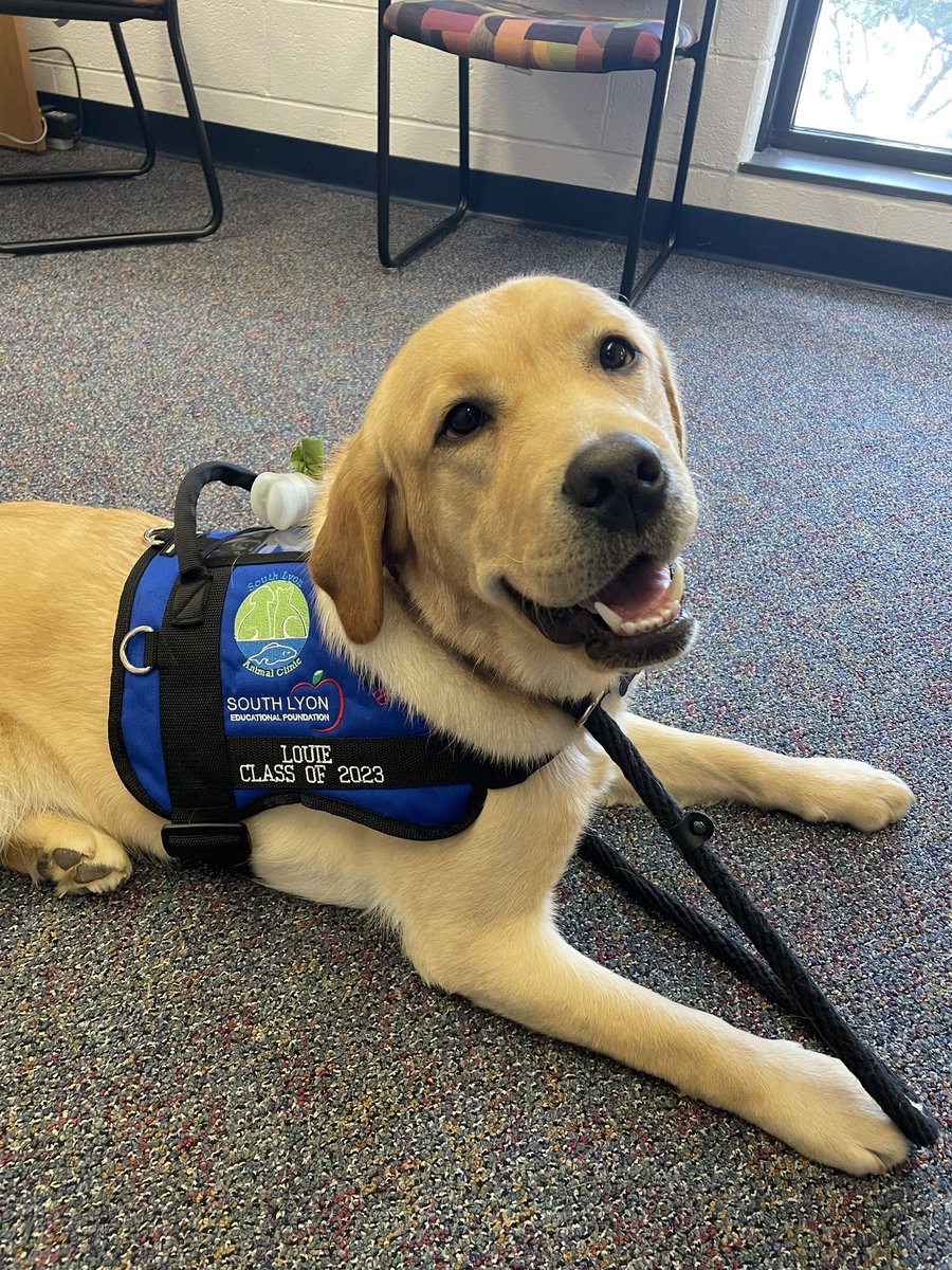 SLCSdogs's tweet photo. Louie’s officially part of SLCS! 💙 https://t.co/g625bq7tfv