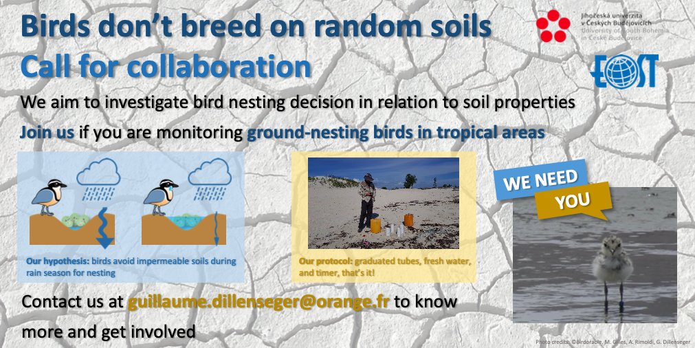 [Please RT]
Announcing the start of our collaborative project exploring links between nesting decision and soil properties in tropics. If you work on ground-nesting animals, don't hesitate to contact us for more information, and share. Anyone can help :) #BDBORS #tropicalecology