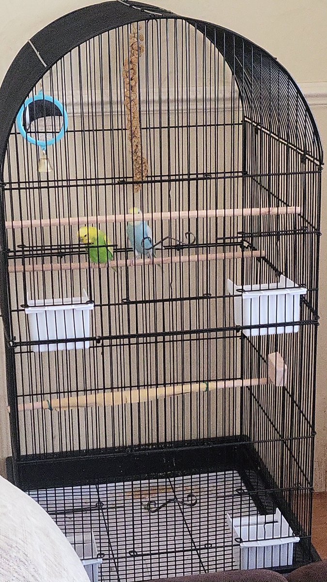 CopyWriterChap's tweet image. New addition to the office, I wanted something cheery and chirpy while I&apos;m writing, and I&apos;m rubbish at potted plants. What do you have in your home office to brighten it up? #ContentCreator #contentwriter #freelancers #homeworker #budgie #WritingCommunity