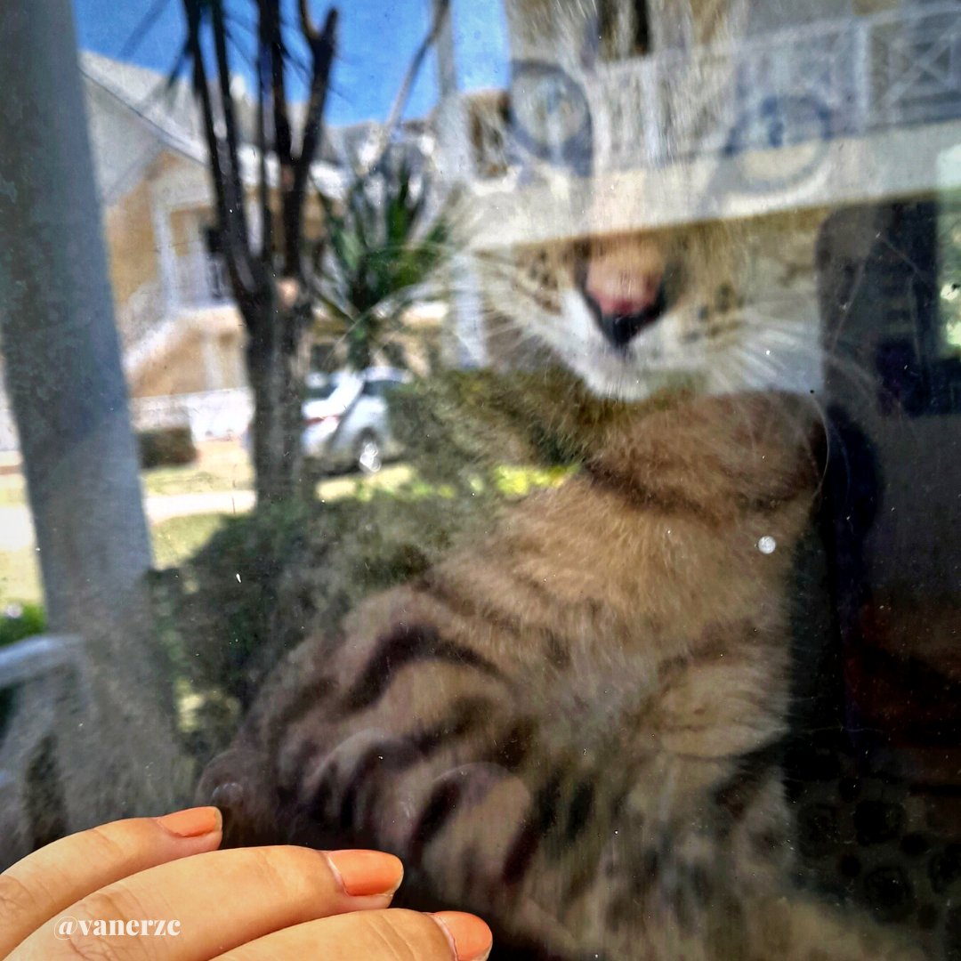 Talentus08's tweet photo. La primera vez que amé de forma loca a una gatita... Me perseguía por todos lados. A ella le tolero los juegos bruscos. No me gusta distráeme cuando leo y/o escribo, pero por ella nada me molesta en absoluto. Por estos días voy a dar más detalles acerca del libro. 
#libro #amor https://t.co/LLTRtYUWOu