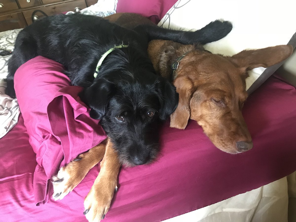 CancerWithGrace's tweet photo. @bunsenbernerbmd Since the day my hoomum brought him home, Ralphie and I have been bffs. https://t.co/yeY2MI9ow7