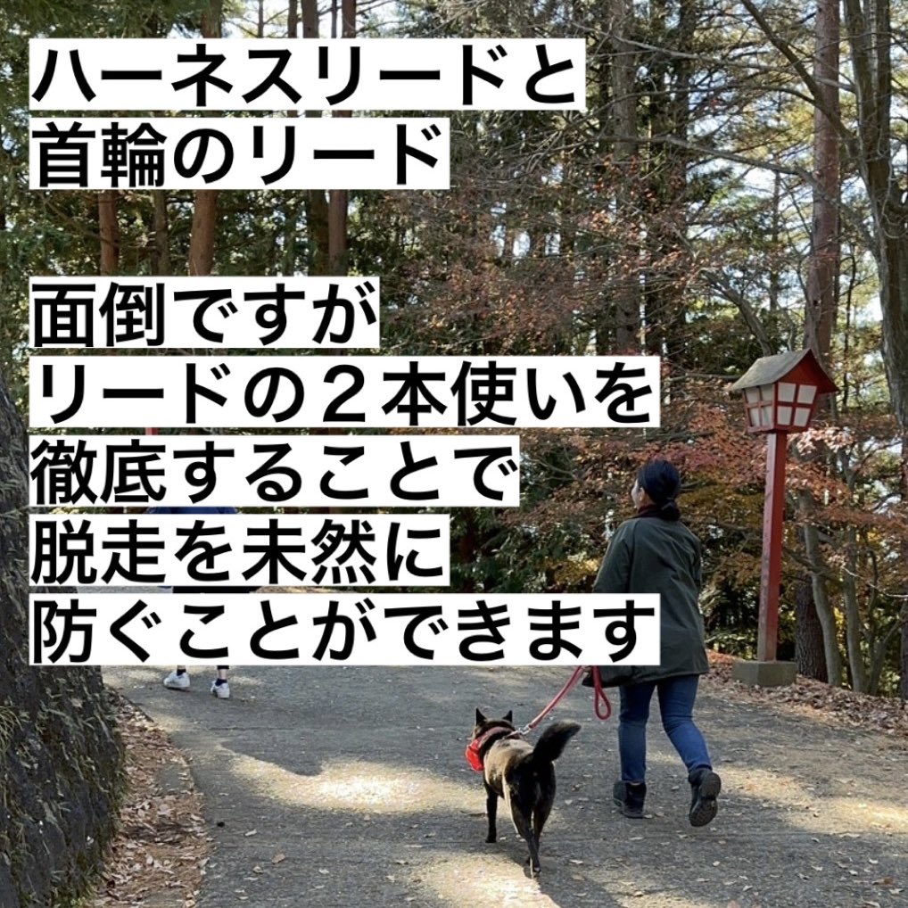 kaiken_ouen's tweet photo. #八王子市 の廃業ブリーダーから多くの #甲斐犬 が譲渡されていますが、その一部で里親さん先で脱走が相次いでいるそうです😣

2代にわたる甲斐主経験から、脱走しやすいケースやその理由など書いてみましたのでシェアします。

首輪やハーネスのすっぽ抜け、散歩中でも係留中でも起こります😣 https://t.co/z9XfgAUl3N