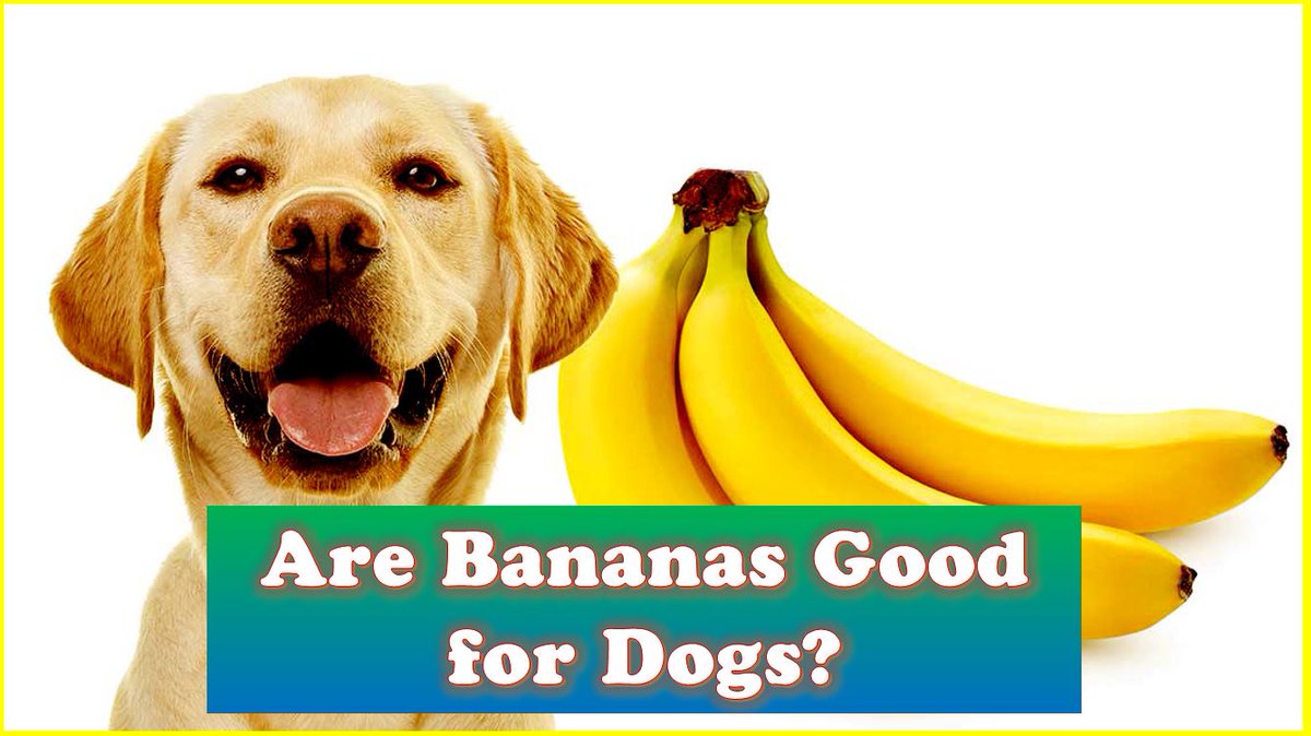 ThisIsSuSu1's tweet photo. 🍌🐶 Are bananas good for dogs? YES! They're a great source of vitamins and minerals for your furry friend. Just remember to remove the peel and only give them in moderation. #BananasForDogs #HealthyTreatsForDogs ���🍌 https://t.co/HkbkZnVEk6 https://t.co/rFRDN4K28z
