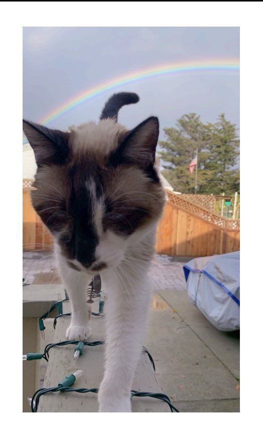 #PhotoChallenge2023April 
Day 3: rainbow 
When life gives you rain, look for a rainbow.🌧️🌈😸 Happy #FindARainbowDay 🌈 😸
#CatsOfTwitter #cats