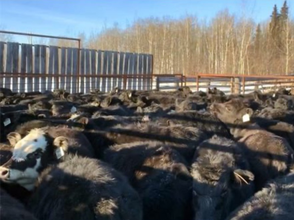 jasondanard's tweet photo. J Lazy A Ranch - 980# September Grass Steers - 62 Head (Lymburn, AB) - Team Auction Sales https://t.co/Jph4bzNxf9 @cdnangus 
Selling on TEAM Thursday, April 6th @ 9:00 AM MDT! Sign in @ https://t.co/rApuX5nYJx to preview and participate! #teamauctionsales *Please note sale day* https://t.co/ZRWjGSMjm4