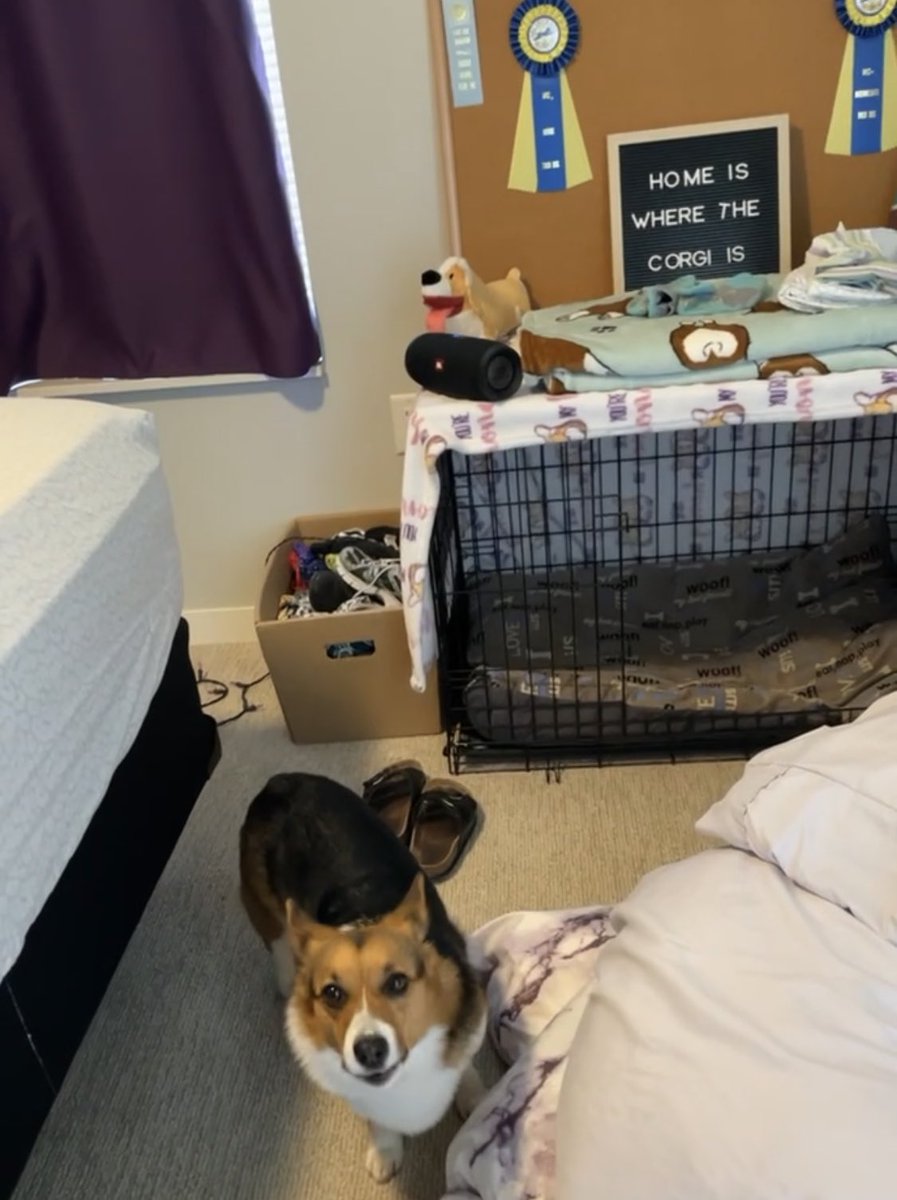 mquin24's tweet photo. @eekappy I vastly overestimated how long she was going to be, and rather than sprawling out she curls up into a ball and takes up 1/3 of it 😂 https://t.co/2ISvC3Ctvy