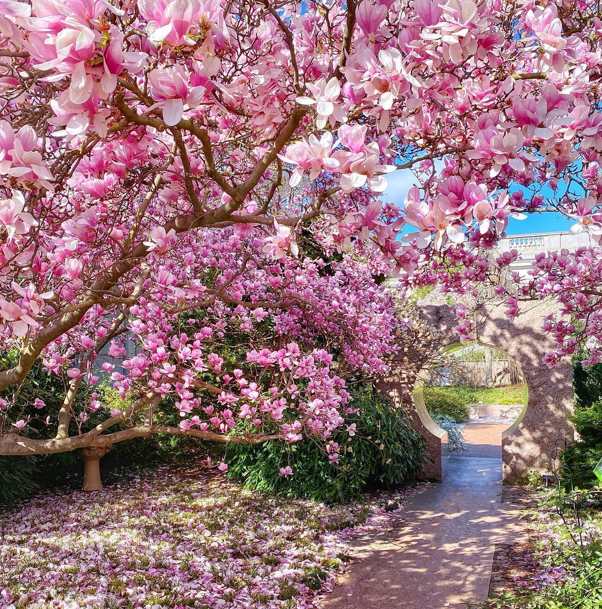 PDOTofficial on Twitter "RT DMVFollowers cherry blossoms in