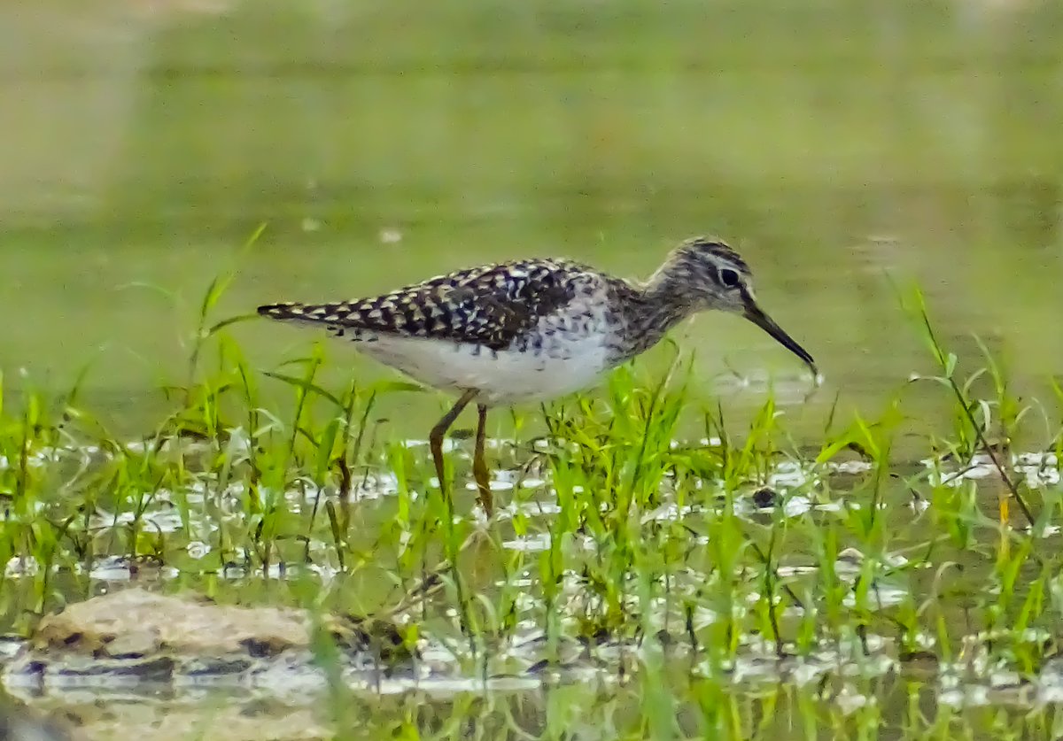 Wood sandpiper (Tringa glareola) @ Rohini, Delhi

#BirdsSeenIn2023 #indiaves #ThePhotoHour #TwitterNatureCommunity #BBCWildlifePOTD #NatureIn_Focus @NatGeoIndia @AnimalPlanet @BirdWatchingMy @birdcountindia #birdphotography #birdtwitter #birds #indian_wildlifes
#NaturePhotography