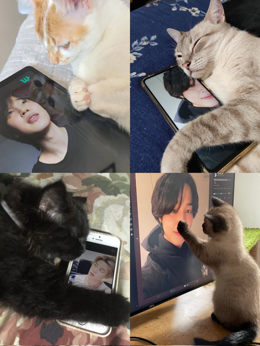 pjmfilmz's tweet photo. cats and their love for their jimin https://t.co/YBEWYj4KoH