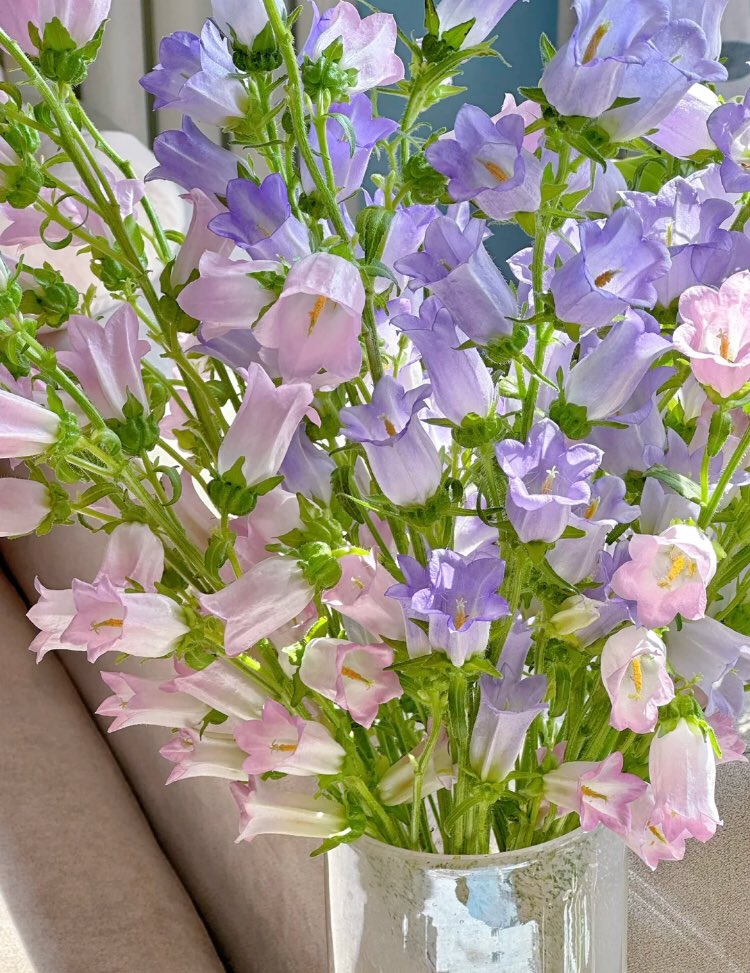 bellflowers <3