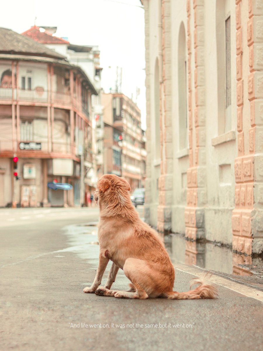 pixelbysanu's tweet photo. ✨✨
..
Shot on @Canon_India 
#NFT #NFTCommunity #Mumbai #DogLover https://t.co/JgbZGJQBsk