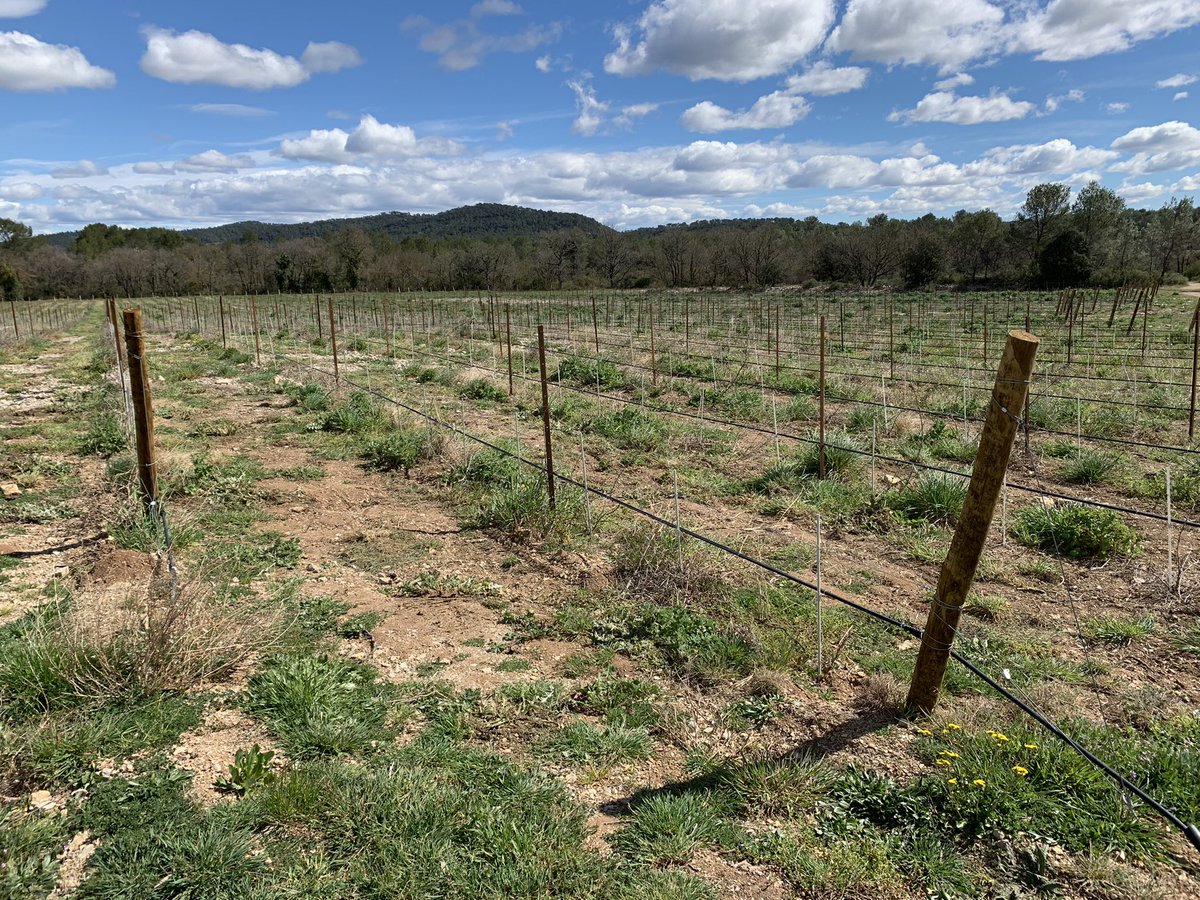 JMCambaceres's tweet photo. Visite #LaGravette #Corconne et vignes. Sècheresse déjà pour certaines. Heureusement notre #GFAmasMathieu, a installé sur 4ha le goutte à goutte grâce au canal #BasRhôneLanguedoc. @BRLGroupe créé par le #GénéraldeGaulle pour résoudre problèmes d’eau du #Languedoc. Un visionnaire. https://t.co/fCQ4GqFD5h