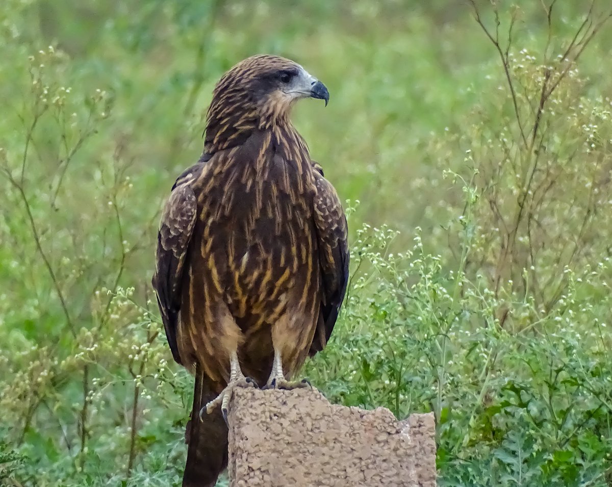 Black kite (Milvus migrans) @ Rohini, Delhi 

#BirdsSeenIn2023 #indiaves #ThePhotoHour #TwitterNatureCommunity #BBCWildlifePOTD #NatureIn_Focus @NatGeoIndia @AnimalPlanet @BirdWatchingMy @birdcountindia #birdphotography #birdtwitter #birds #indian_wildlifes
#NaturePhotography