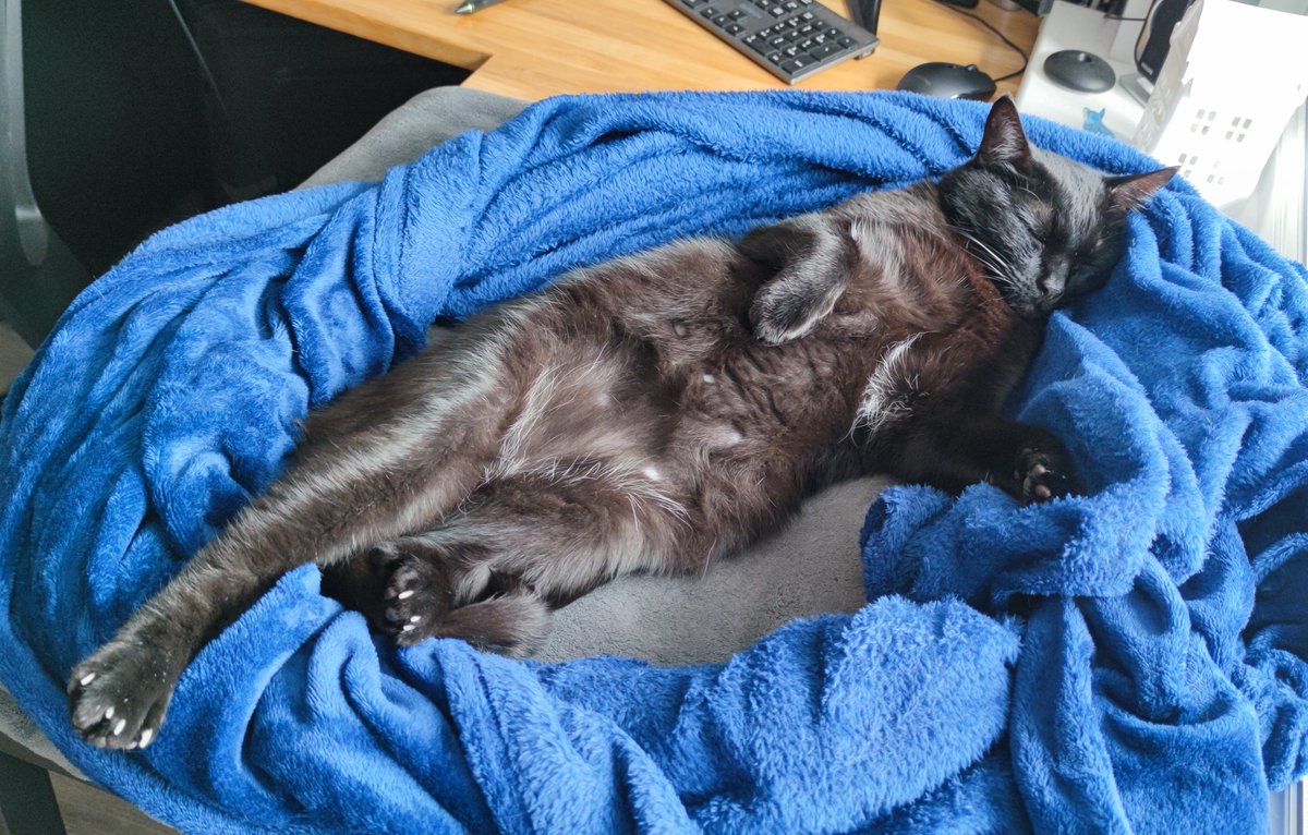 Kit (Ryu) 🐅 tweet media