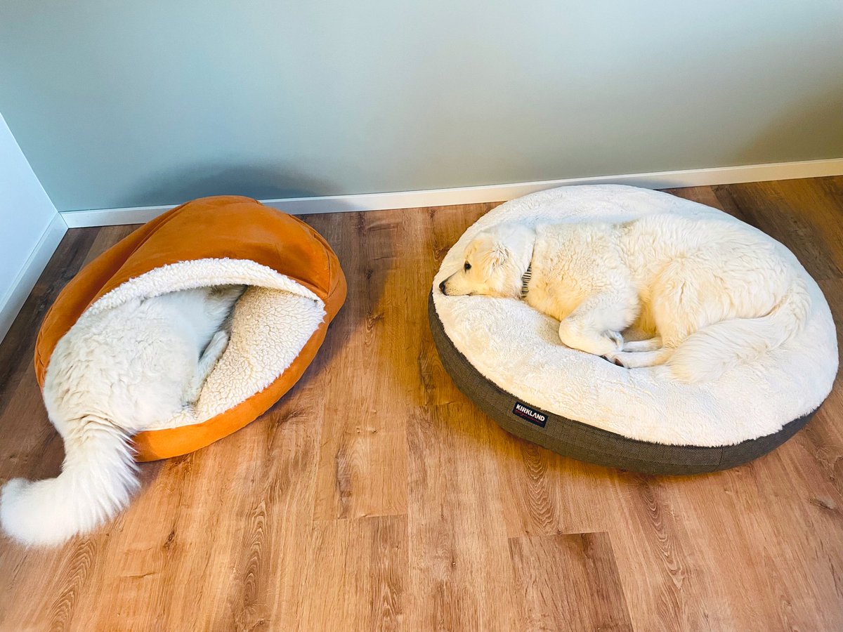 GoodDayShaMae's tweet photo. Monday Mood…
Five more minutes Mom! 

It’s gonna be a good day! 🐑♥️

#gooddayShaMae #maremma #sheepdogs #DogsofTwittter https://t.co/BvDjYCXRtv